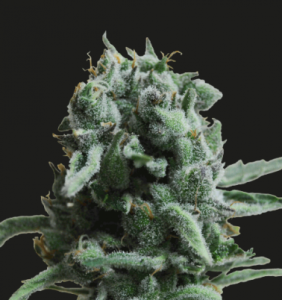 White Widow 47 od Kalashnikov Seeds nasiona marihuany