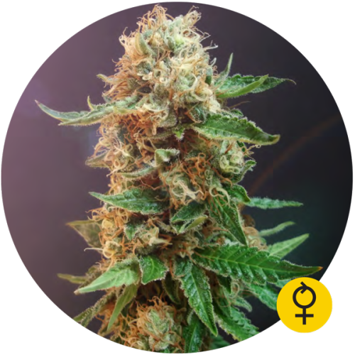 The Bulldog Haze Auto (Auto Haze)