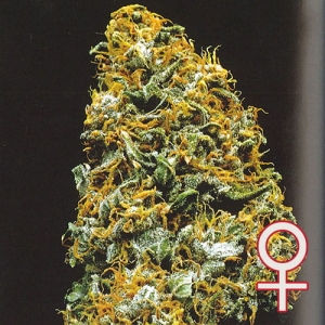 Cristal Paradise od KC Brains nasiona marihuany