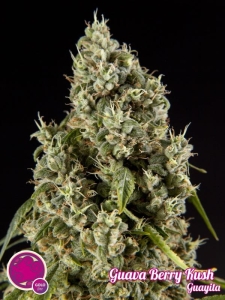 Guava Berry Kush (Guayita) od Philosopher Seeds nasiona marihuany