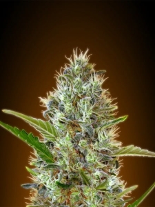 Auto Somango od Advanced Seeds nasiona marihuany