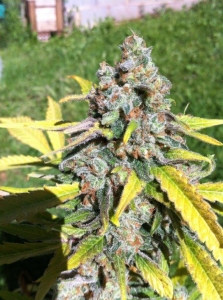 Auto AK od CBD Seeds nasiona marihuany