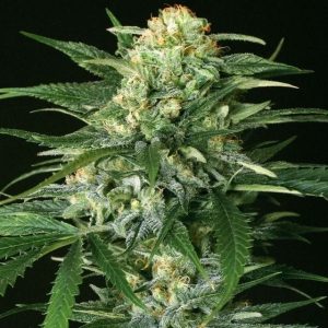 Gipsy Widow od Exotic Seed nasiona marihuany