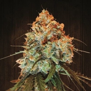 Golden Tiger od ACE Seeds nasiona marihuany
