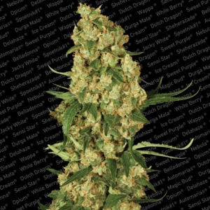 Wappa od Paradise Seeds nasiona marihuany