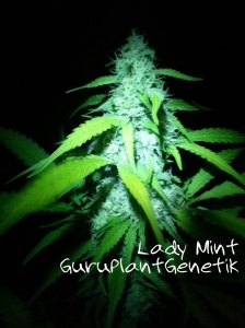 Lady Mint od Biological Seeds nasiona marihuany