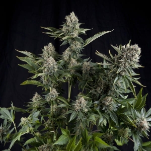 White Widow od Pyramid Seeds nasiona marihuany