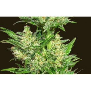 Auto Chingon od Biohazard Seeds nasiona marihuany