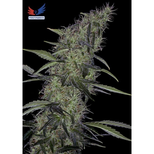 Somango #47