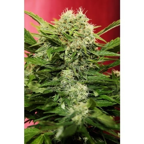Chronic Ryder Auto