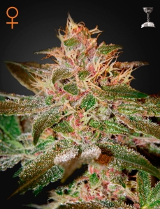 Pure Kush od Green House Seeds nasiona marihuany