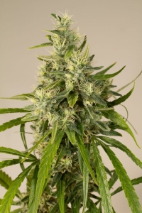 Trainwreck od Humboldt Seeds nasiona marihuany