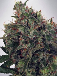 Ultra White Amnesia od Ministry of Cannabis nasiona marihuany
