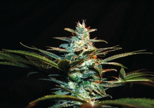 Ice Cool od Sweet Seeds nasiona marihuany