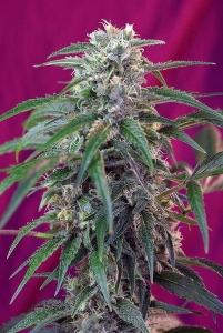Green Poison Auto od Sweet Seeds nasiona marihuany