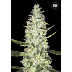 Auto Special Skunk od Bulk Seed Bank nasiona marihuany