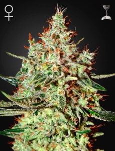 K-Train od Green House Seeds nasiona marihuany