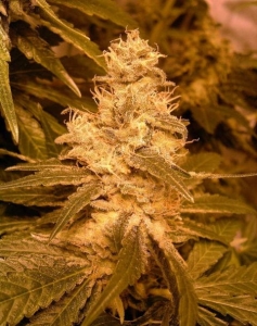 Auto Kush od Female Seeds nasiona marihuany