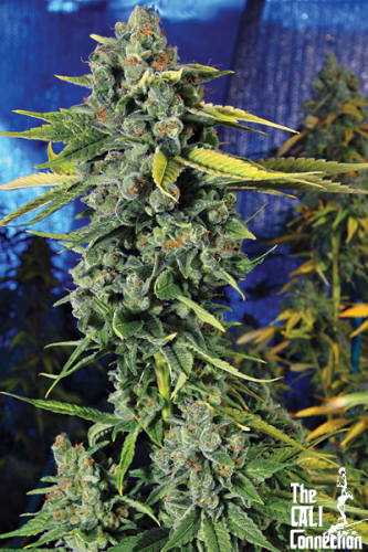 Blue Dream Haze