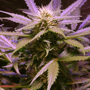 Lemon OG Haze od Nirvana nasiona marihuany