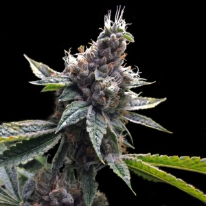 Florida OG od Grow Your Own nasiona marihuany