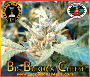 Big Buddha Cheese od Big Buddha Seeds nasiona marihuany