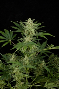 Critical Jack Auto od Silent Seeds nasiona marihuany