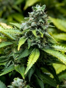 Feminized Collection #3 od Advanced Seeds nasiona marihuany