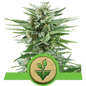 Easy Bud Auto od Royal Queen Seeds nasiona marihuany