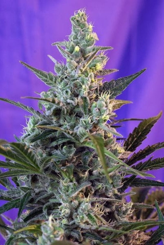 Sweet Skunk Auto