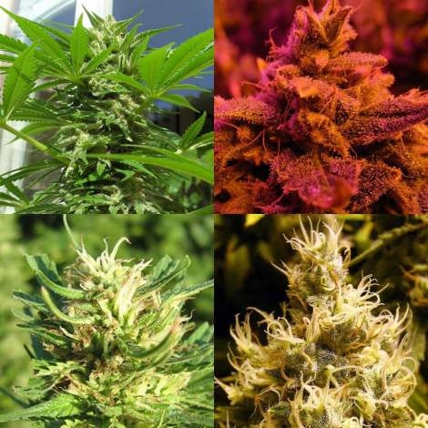 Hybrid Mix