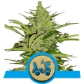 Fast Eddy Automatic CBD