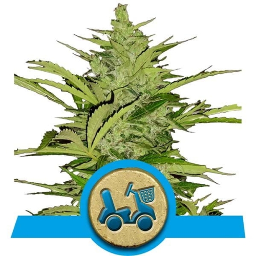 Fast Eddy Automatic CBD