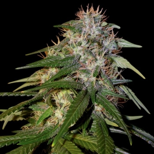 Sour Cream od DNA Genetics nasiona marihuany