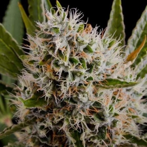 Lithium OG Kush od Nirvana nasiona marihuany