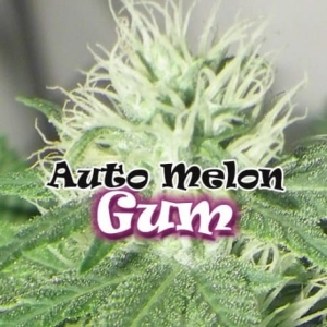 Auto Melon Gum od Dr Underground nasiona marihuany