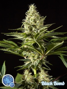 Black Bomb od Philosopher Seeds nasiona marihuany