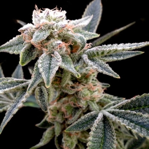 White Alien od Grow Your Own nasiona marihuany