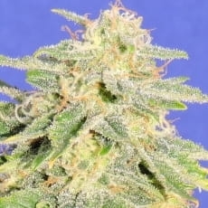 Auto JH od Original Sensible Seeds nasiona marihuany