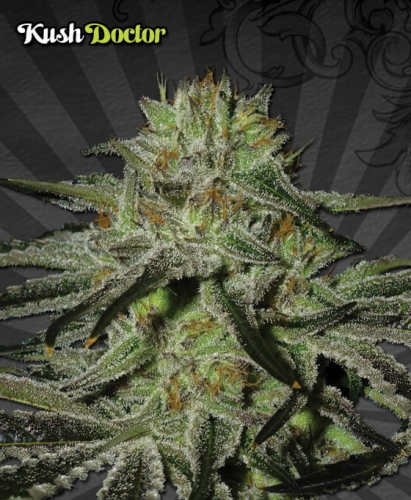 Kush Doctor
