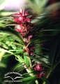 Twilight