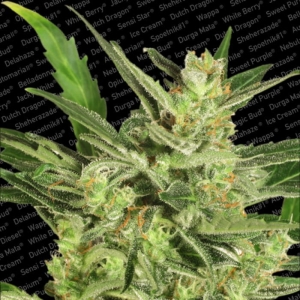 Automaria II od Paradise Seeds nasiona marihuany