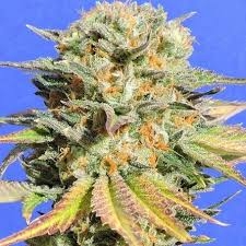 Bruce Banner #3 od Original Sensible Seeds nasiona marihuany