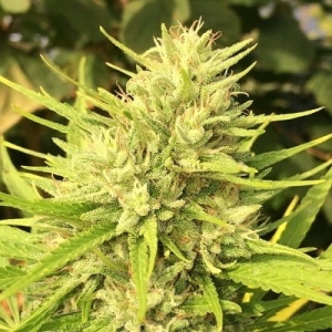 Malawi x Panama od ACE Seeds nasiona marihuany