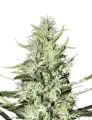 Super Mazar auto