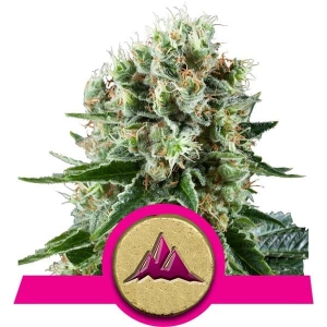 Critical Kush  od Royal Queen Seeds nasiona marihuany