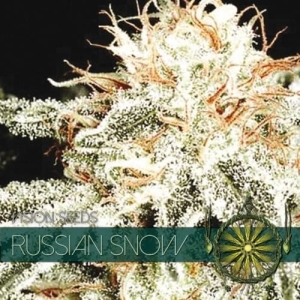 Russian Snow od Vision Seeds nasiona marihuany