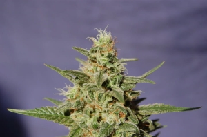 BCN Diesel Auto od Kannabia Seed nasiona marihuany