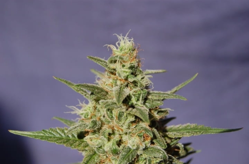 BCN Diesel Auto