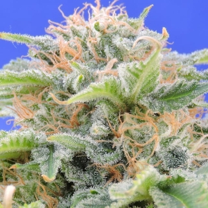 Black Gum od Original Sensible Seeds nasiona marihuany
